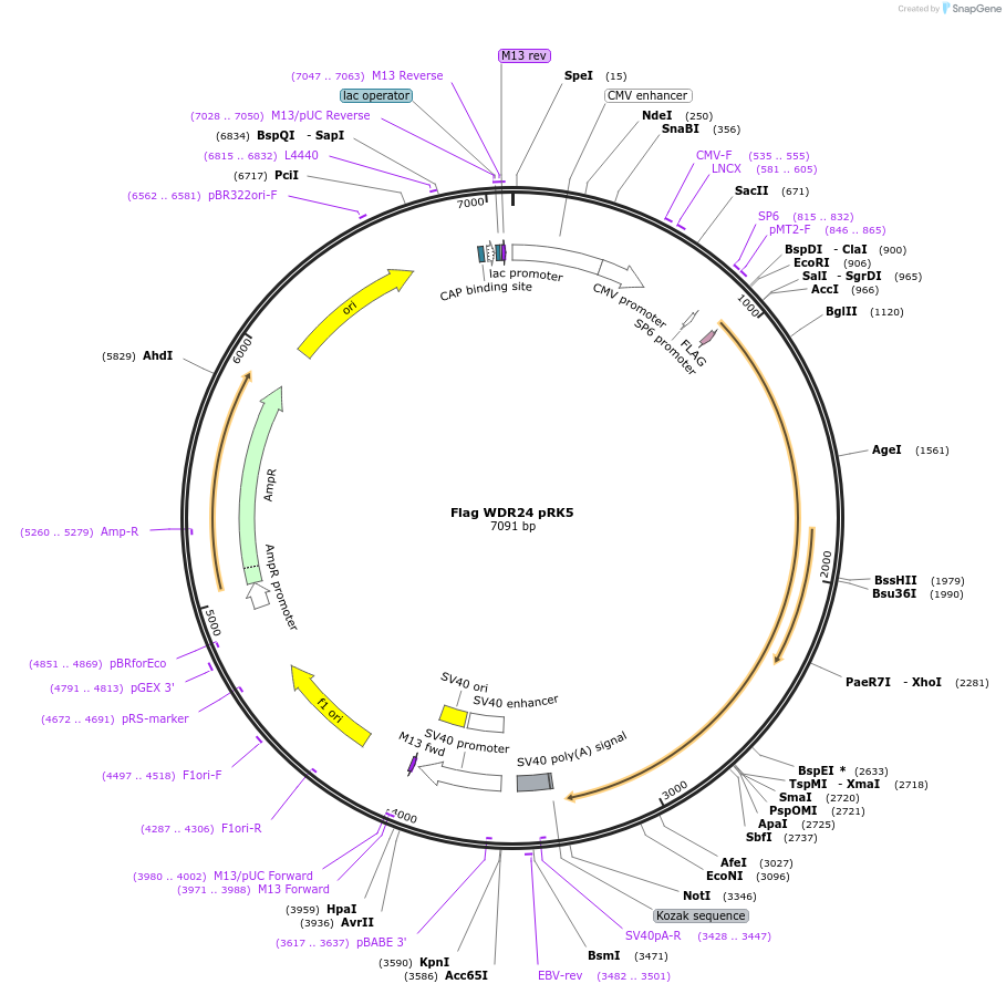 46334-plasmid-map-sequence-id-139749
