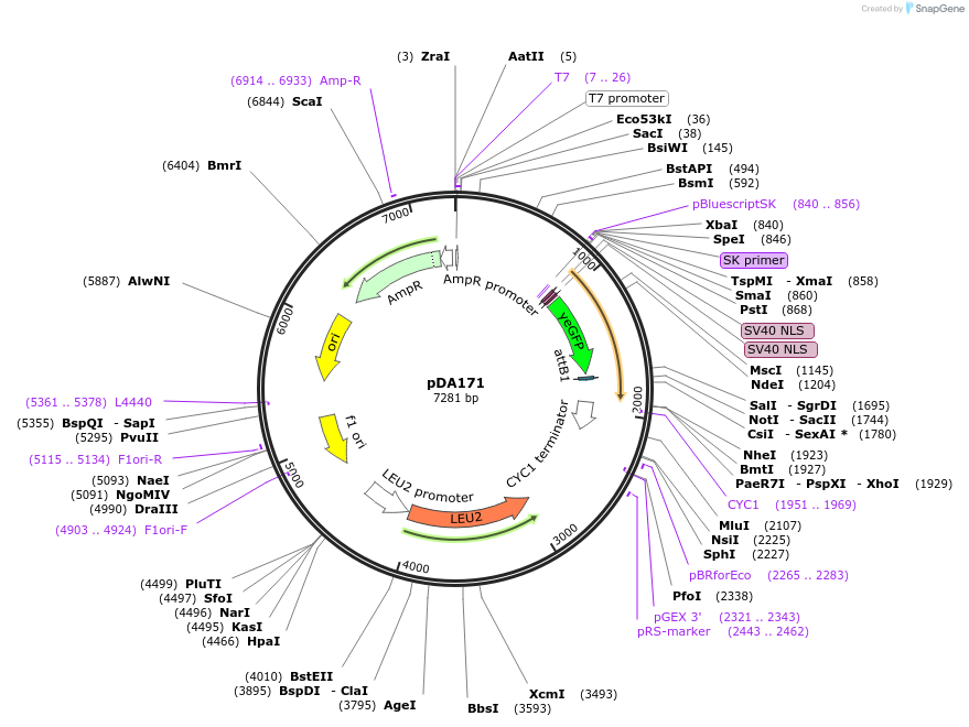74251-plasmid-map-sequence-id-139758