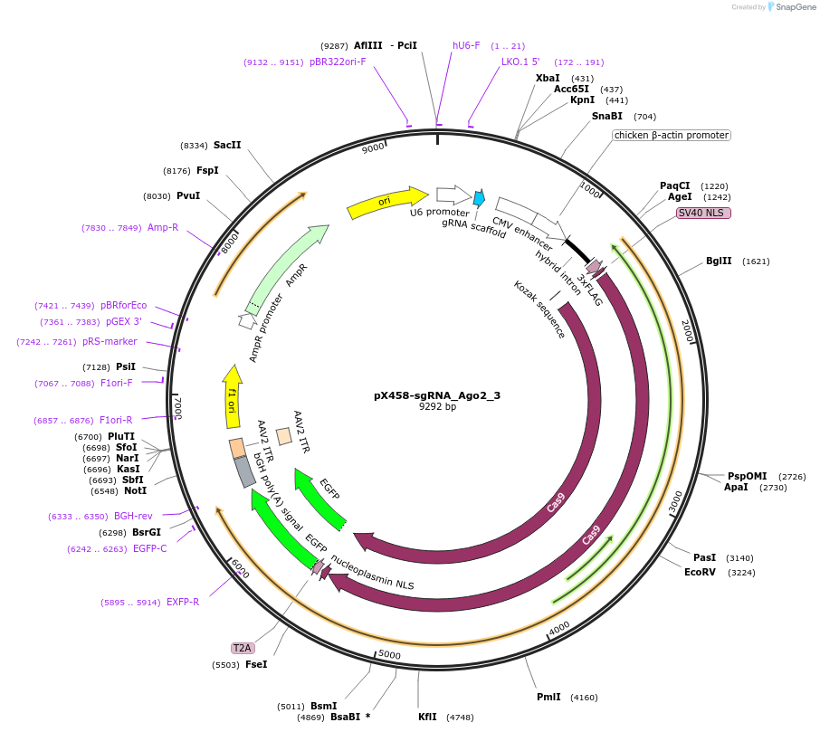 73531-plasmid-map-sequence-id-139771