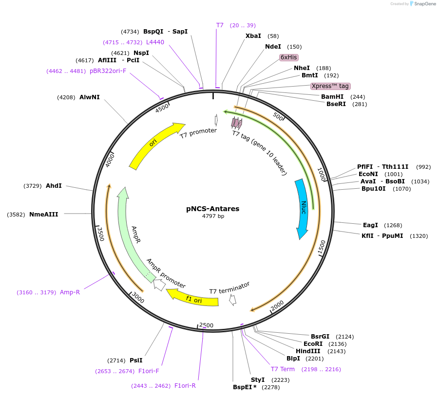 74279-plasmid-map-sequence-id-139801