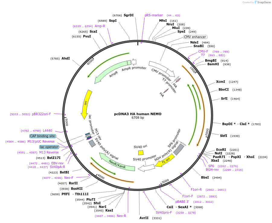 13512-plasmid-map-sequence-id-139830