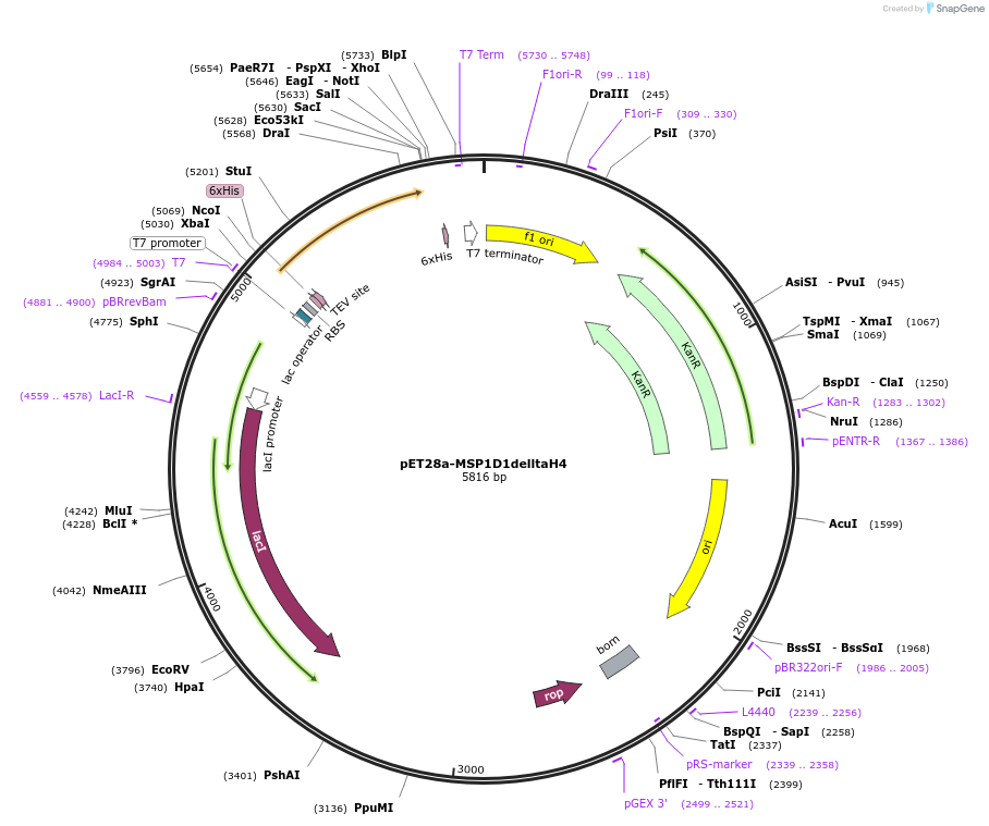 71713-plasmid-map-sequence-id-139833