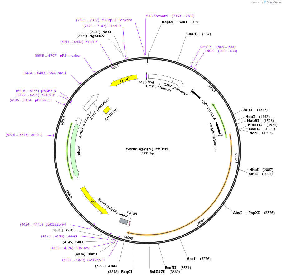 72152-plasmid-map-sequence-id-139871