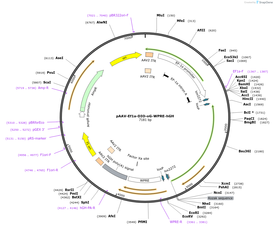74290-plasmid-map-sequence-id-139904