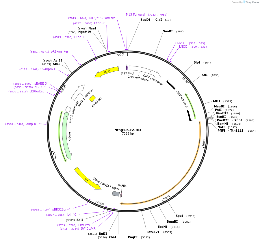 72111-plasmid-map-sequence-id-139922