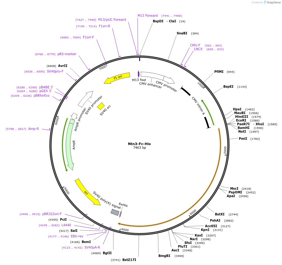 72105-plasmid-map-sequence-id-139925