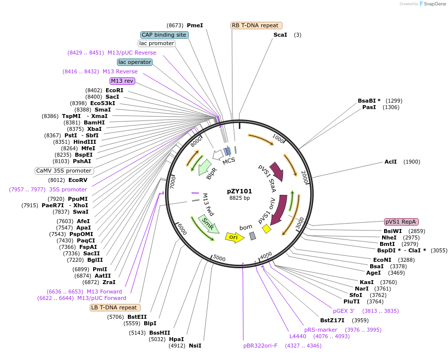 73932-plasmid-map-sequence-id-139928