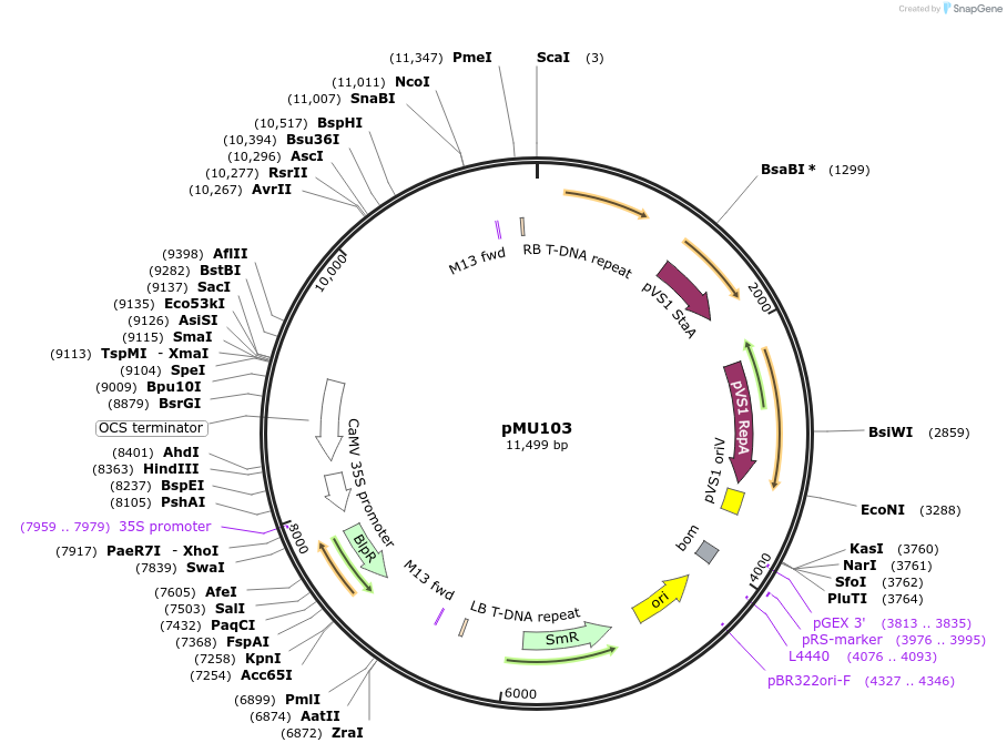 73934-plasmid-map-sequence-id-139933