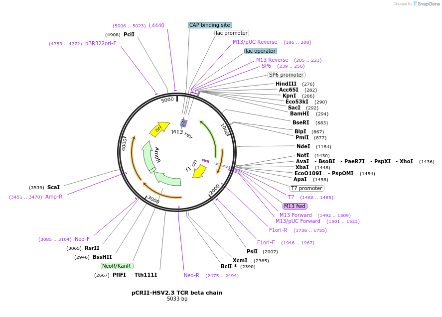 74077-plasmid-map-sequence-id-139948