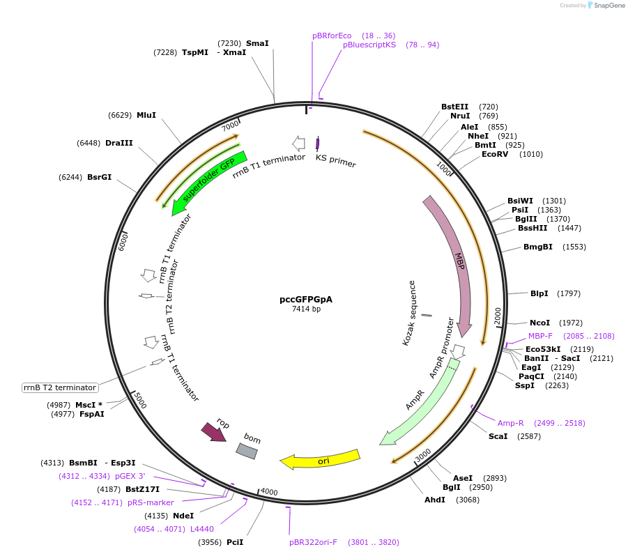 73651-plasmid-map-sequence-id-139964