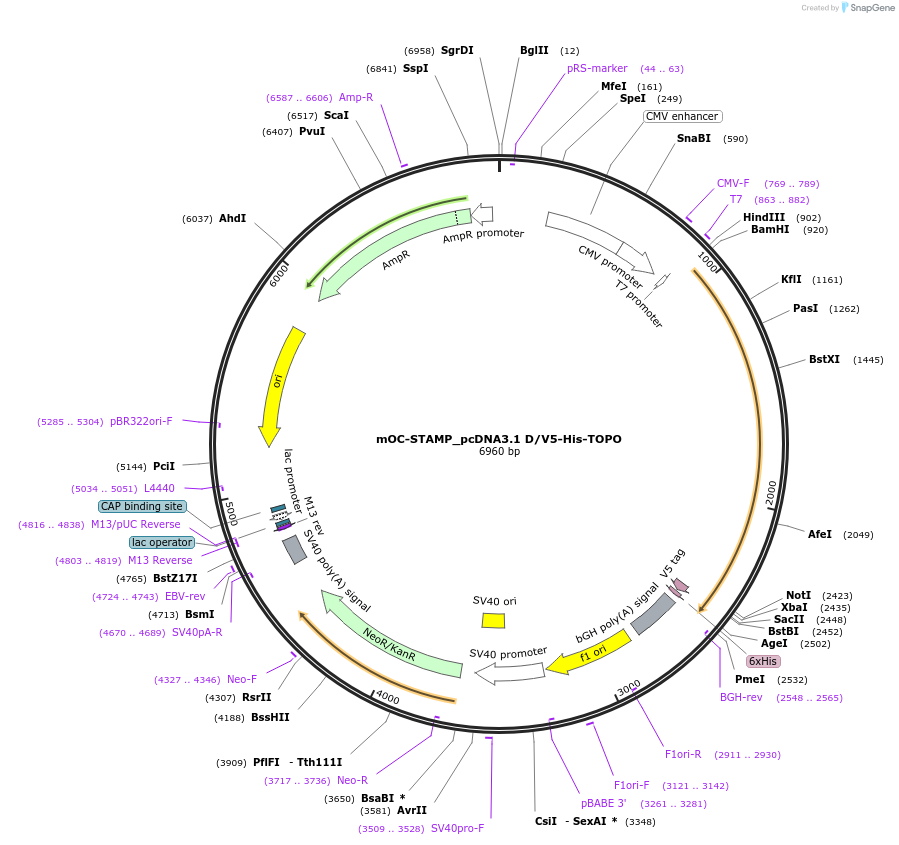 73448-plasmid-map-sequence-id-139984