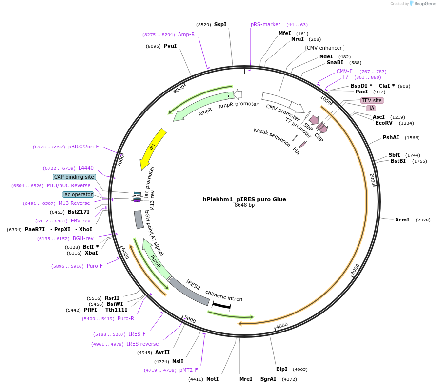73453-plasmid-map-sequence-id-139990