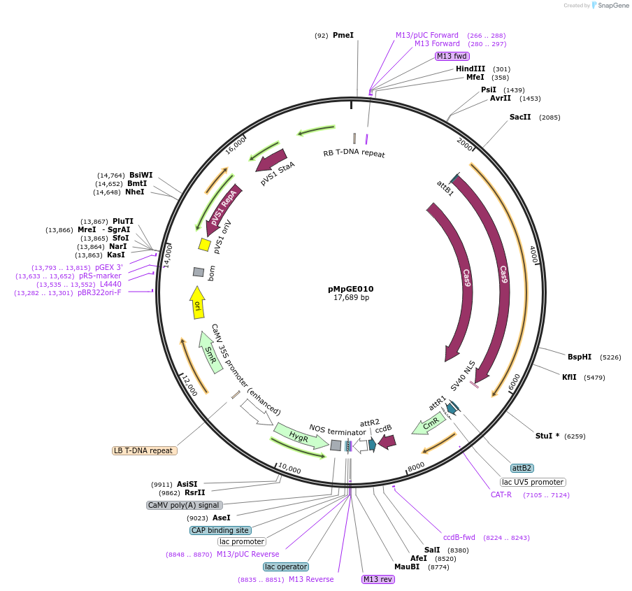 71536-plasmid-map-sequence-id-140016