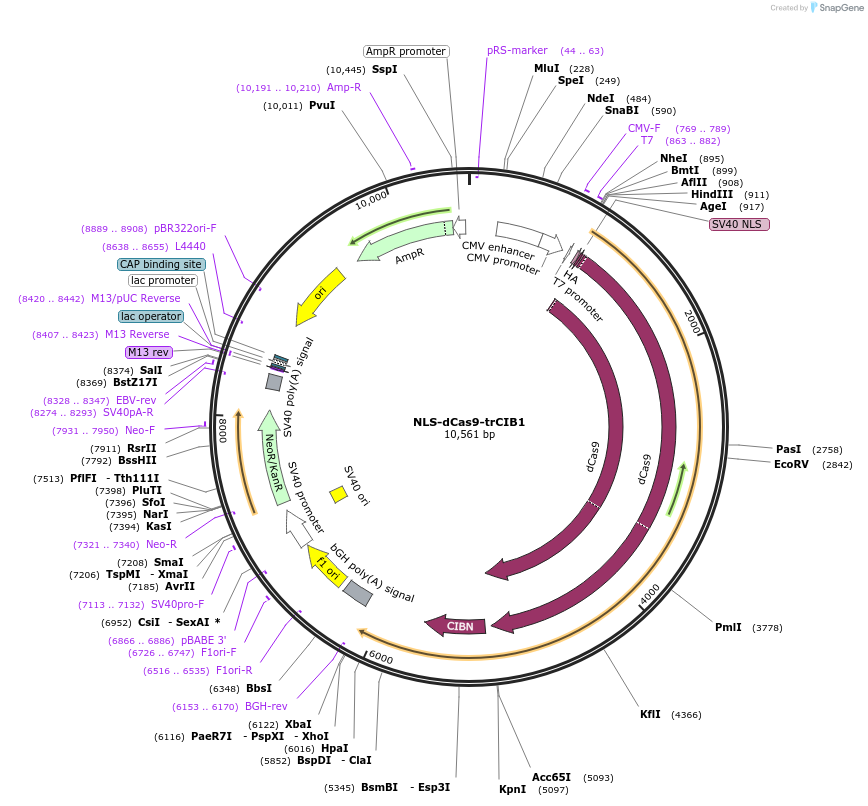 64119-plasmid-map-sequence-id-140078