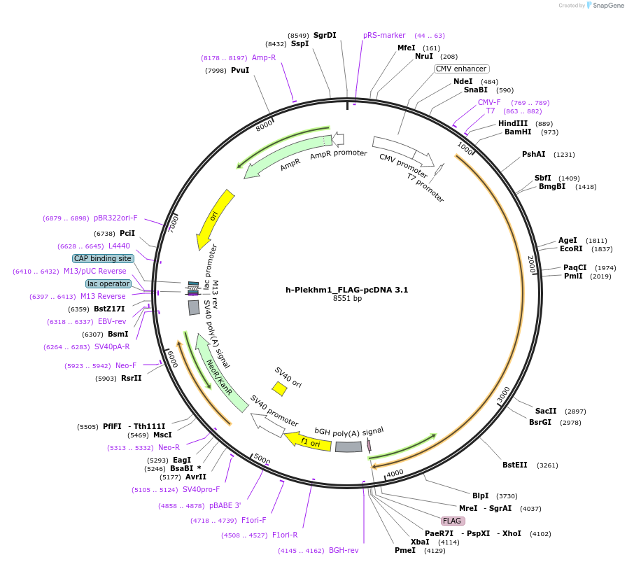 73593-plasmid-map-sequence-id-140090