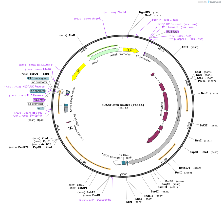 73927-plasmid-map-sequence-id-140096