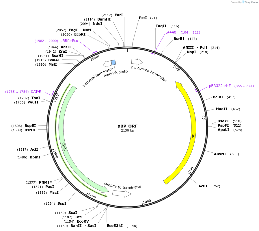 72949-plasmid-map-sequence-id-140106