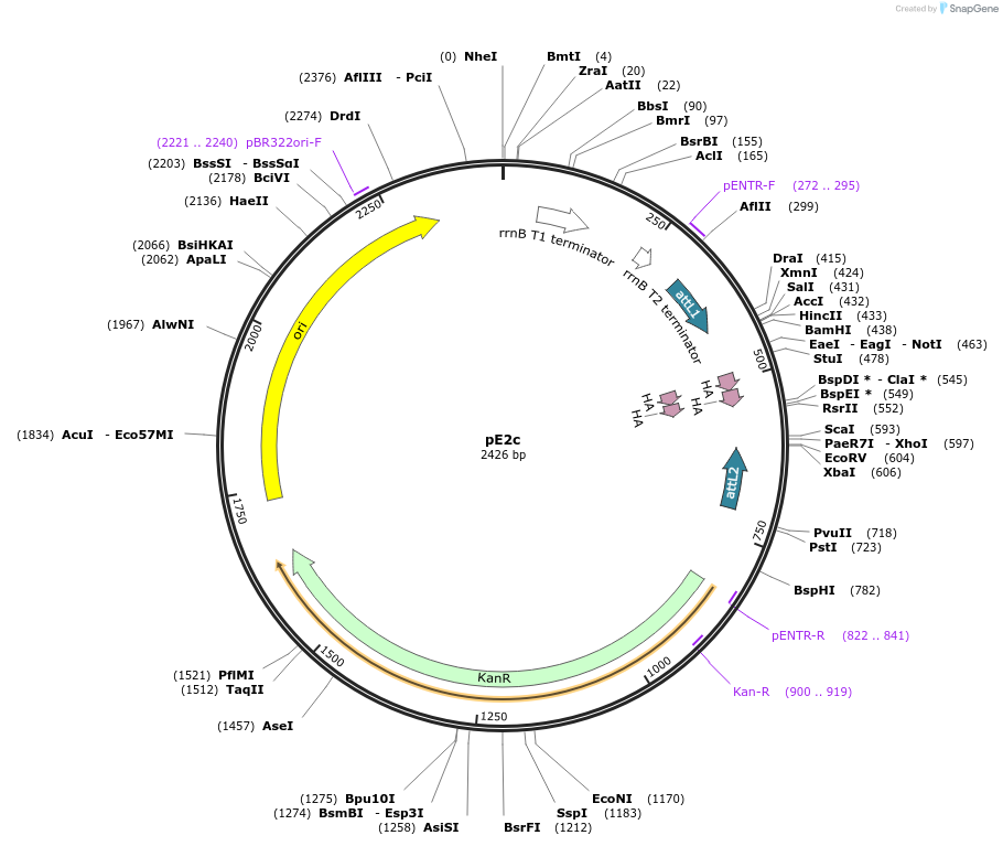 17462-plasmid-map-sequence-id-140110