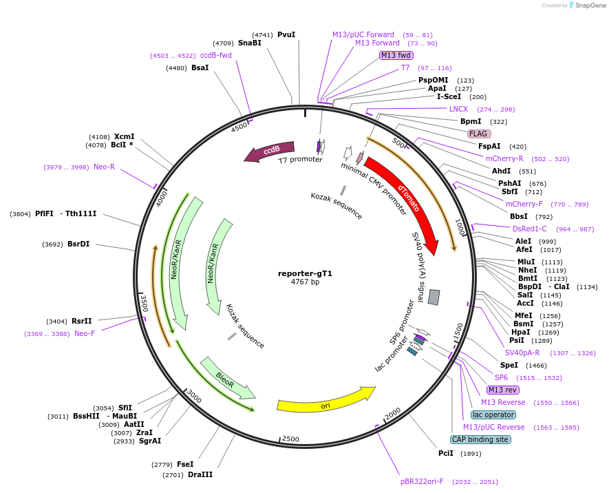47320-plasmid-map-sequence-id-140114