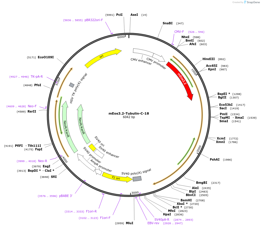 57484-plasmid-map-sequence-id-140118