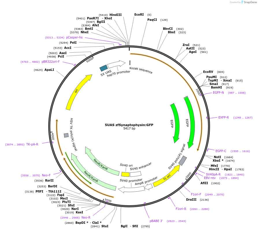74316-plasmid-map-sequence-id-140133