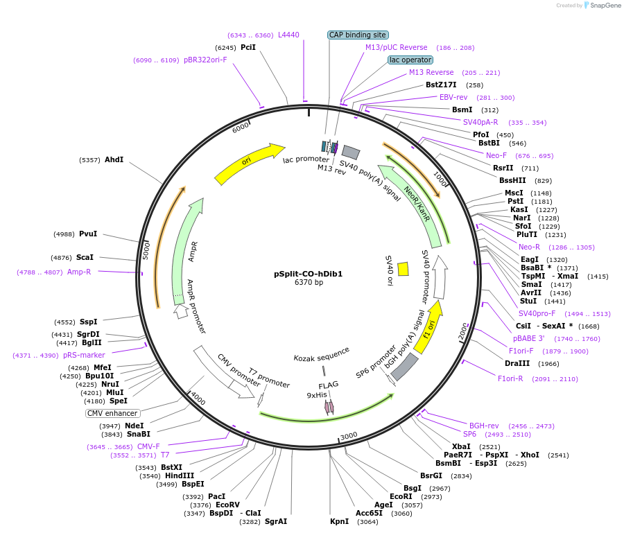 58788-plasmid-map-sequence-id-140201