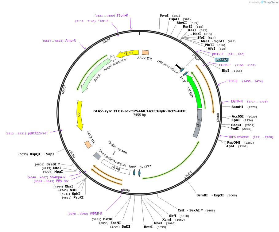 32479-plasmid-map-sequence-id-140202