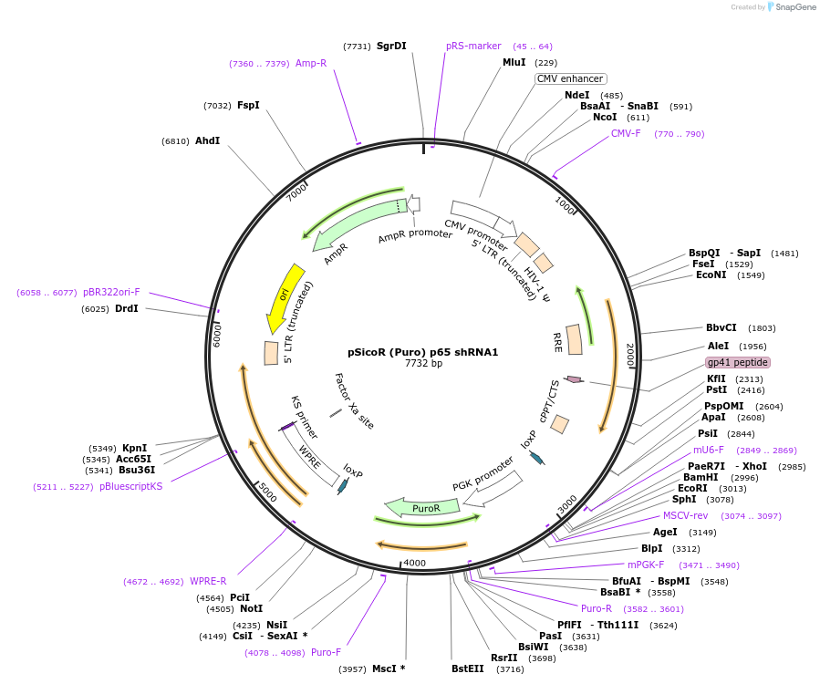 22507-plasmid-map-sequence-id-140213
