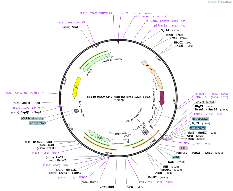 31355-plasmid-map-sequence-id-140250