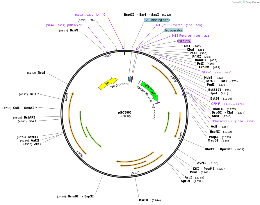 31820-plasmid-map-sequence-id-140264