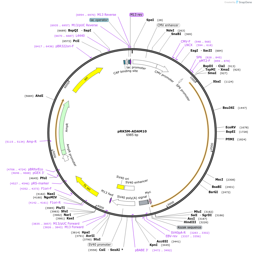 31717-plasmid-map-sequence-id-140290