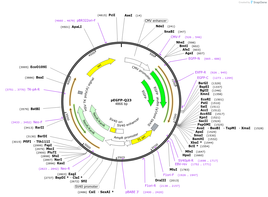 40261-plasmid-map-sequence-id-140297