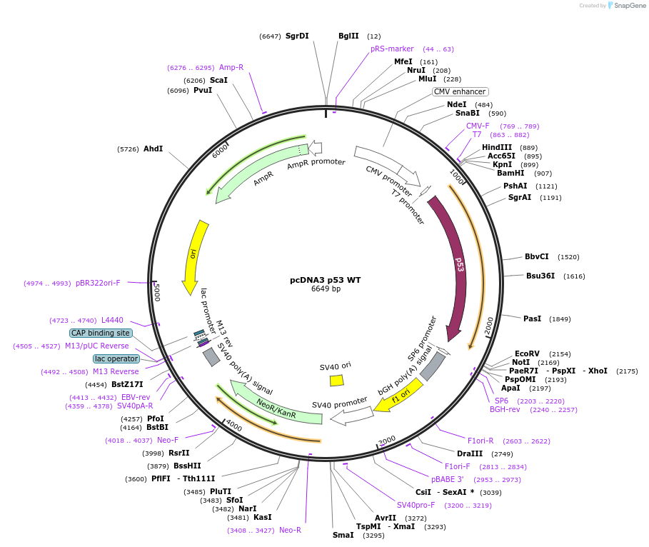 69003-plasmid-map-sequence-id-140303