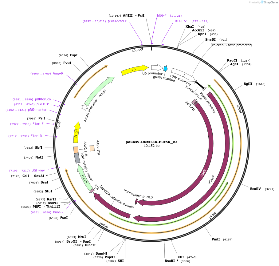 74407-plasmid-map-sequence-id-140317