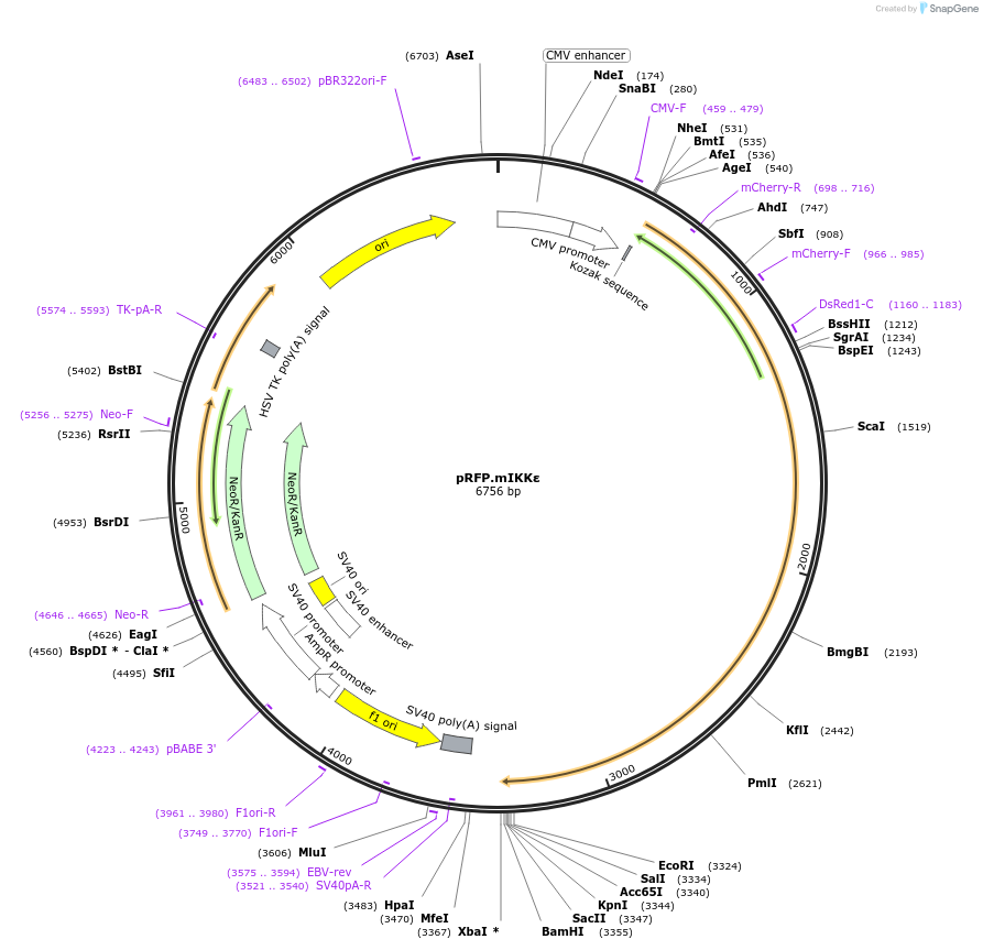 74414-plasmid-map-sequence-id-140322
