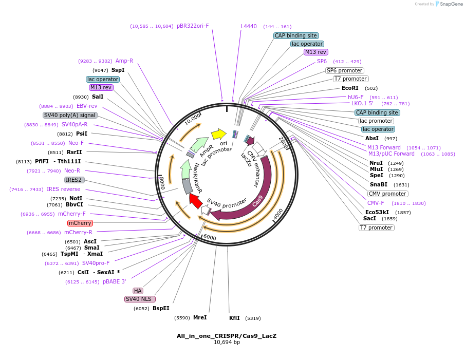 74293-plasmid-map-sequence-id-140421