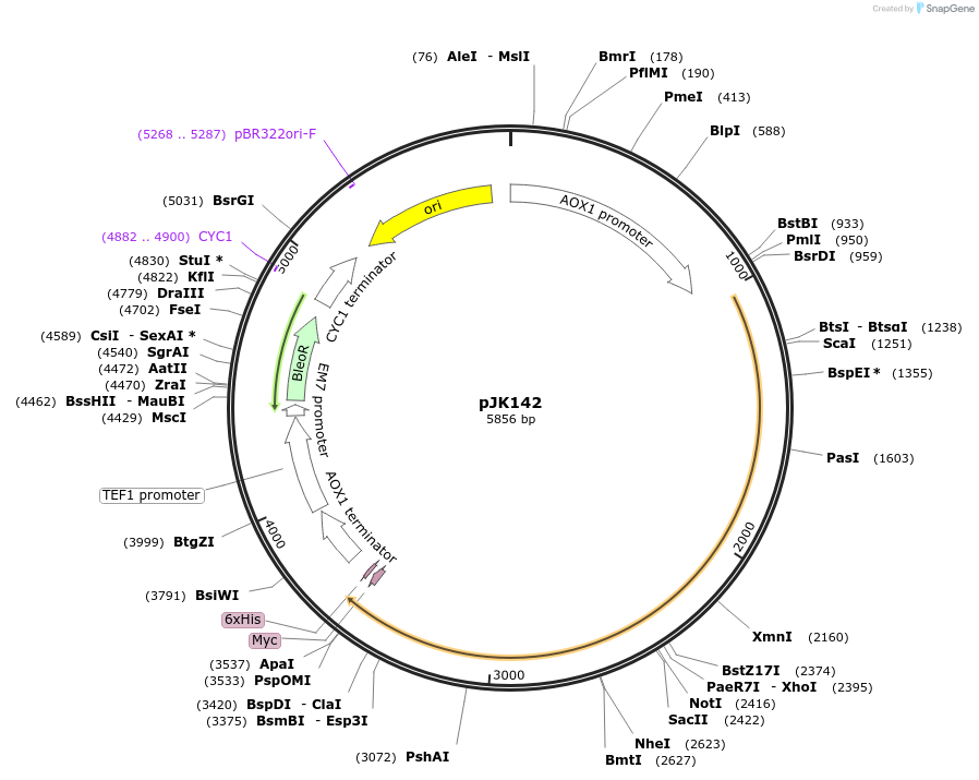 73317-plasmid-map-sequence-id-140432