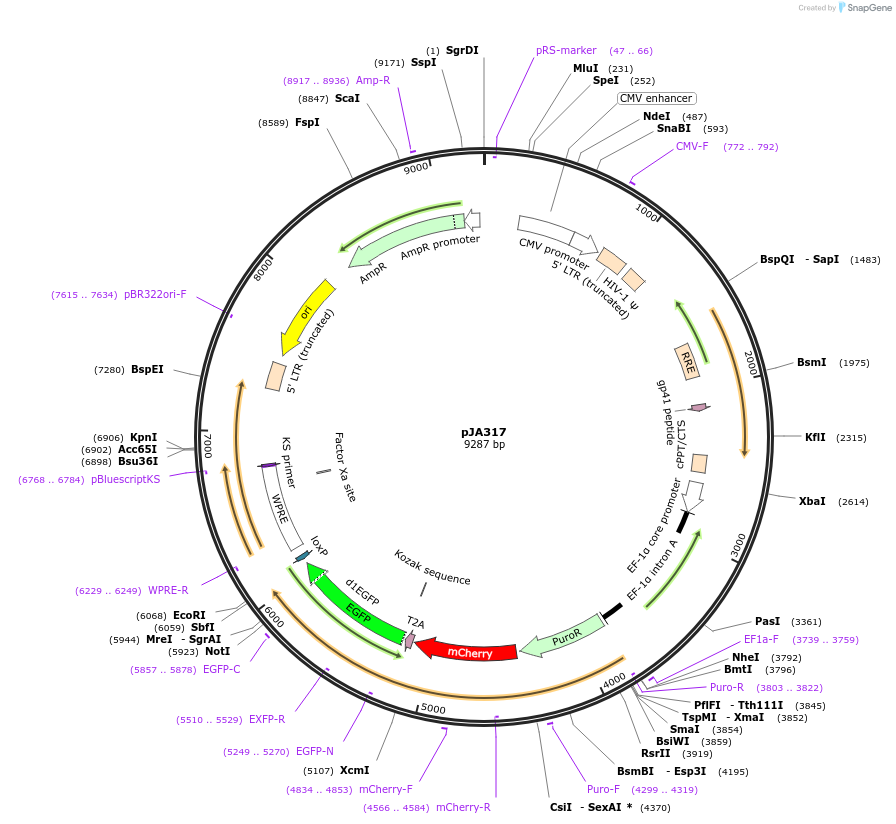 74488-plasmid-map-sequence-id-140490