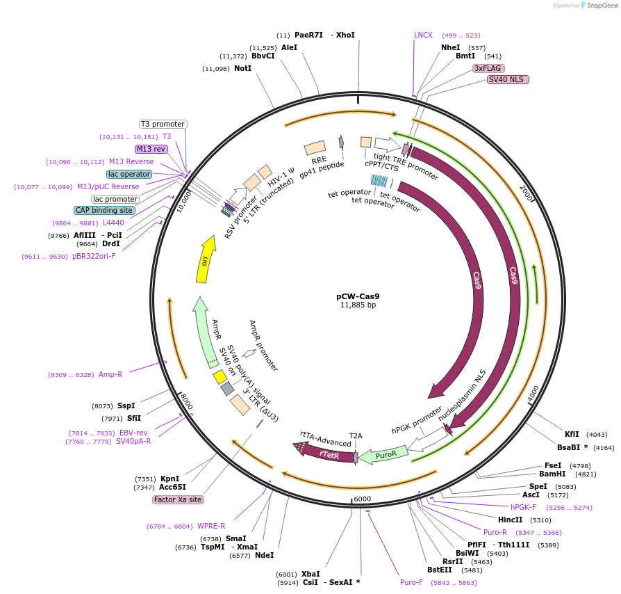 50661-plasmid-map-sequence-id-140566