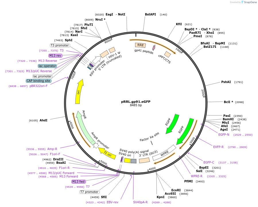 30465-plasmid-map-sequence-id-14065