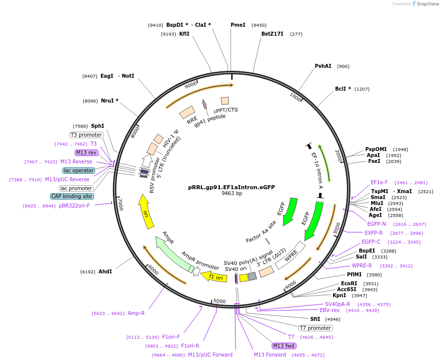 30466-plasmid-map-sequence-id-14066