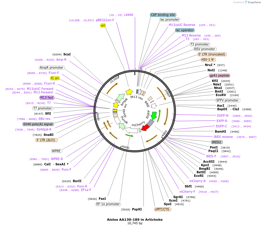 74451-plasmid-map-sequence-id-140674