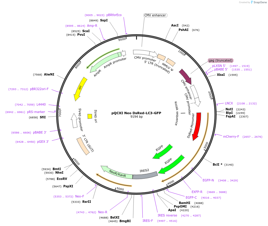 31183-plasmid-map-sequence-id-140693