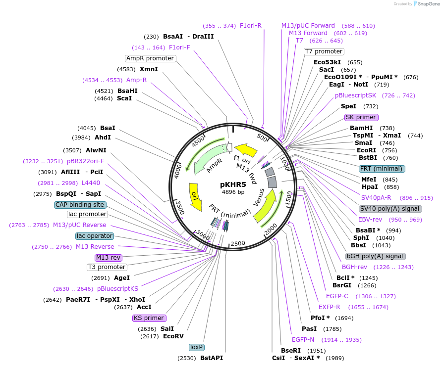 74593-plasmid-map-sequence-id-140738