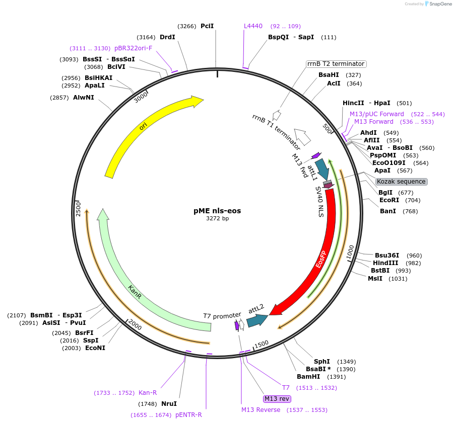 73791-plasmid-map-sequence-id-140827