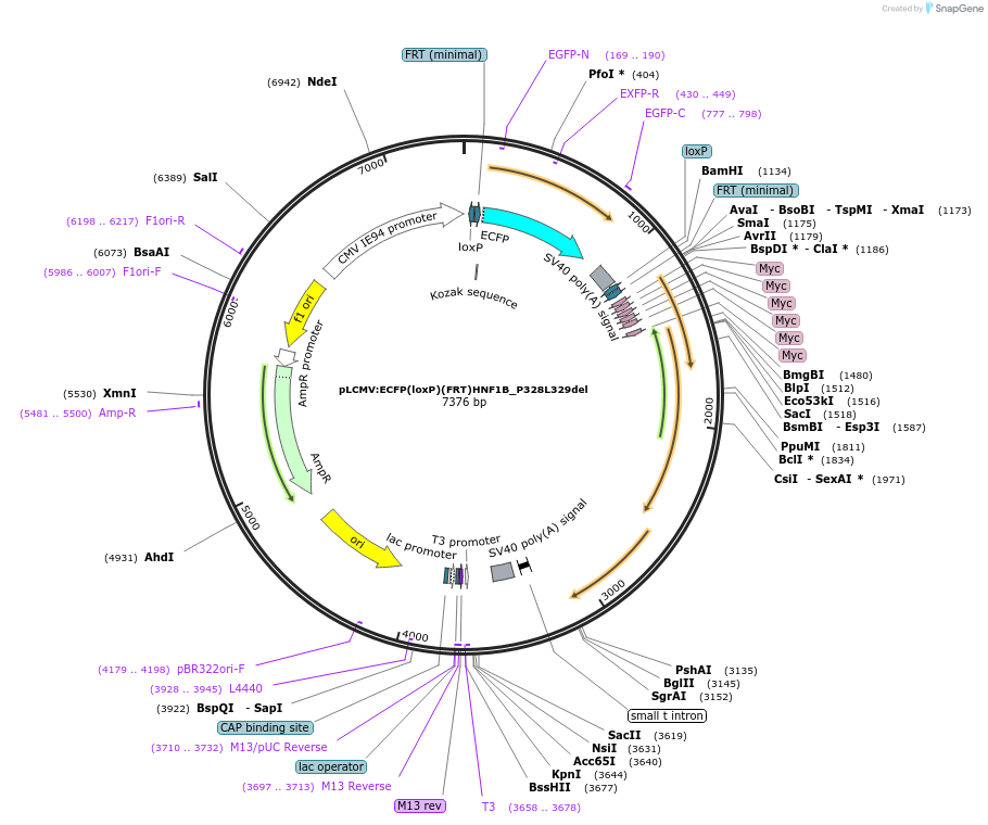 30528-plasmid-map-sequence-id-14099
