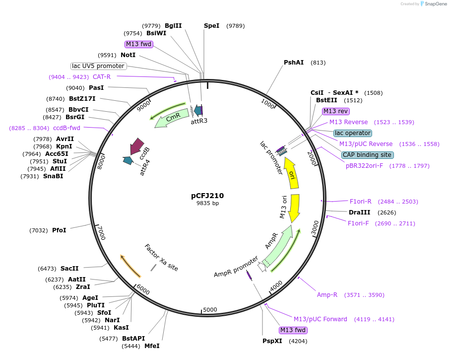 30538-plasmid-map-sequence-id-14100