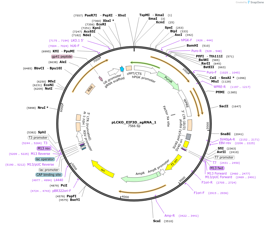 74187-plasmid-map-sequence-id-141026