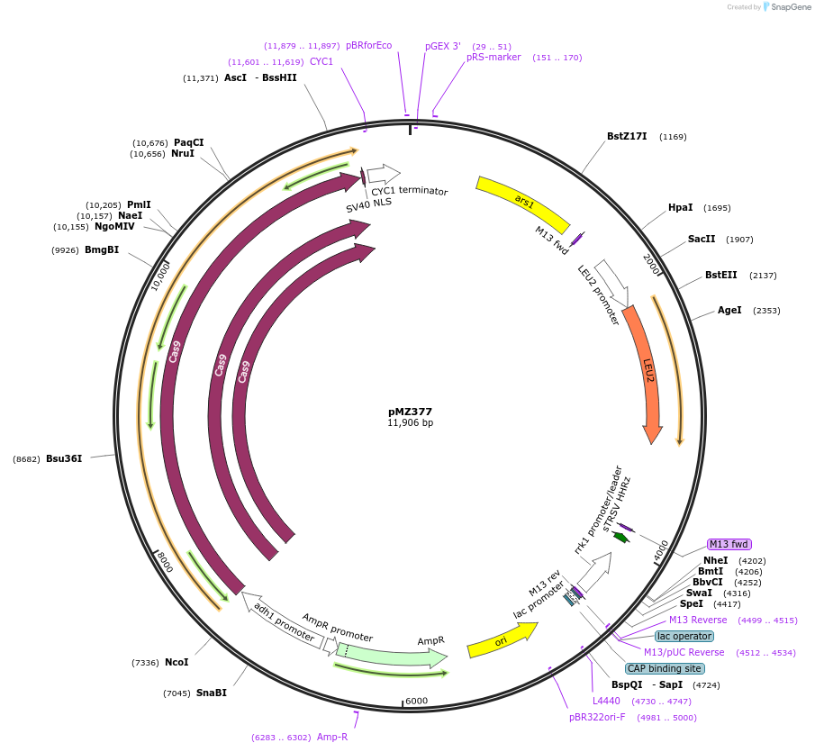 74214-plasmid-map-sequence-id-141045