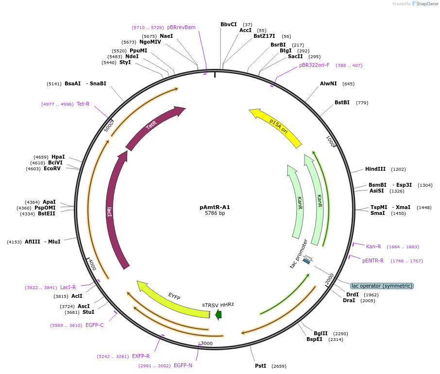 74676-plasmid-map-sequence-id-141100